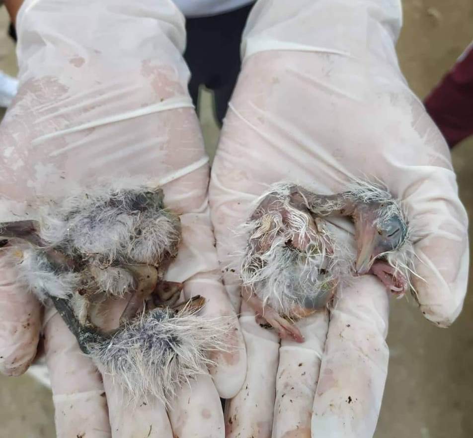 Crías de garzas muertas