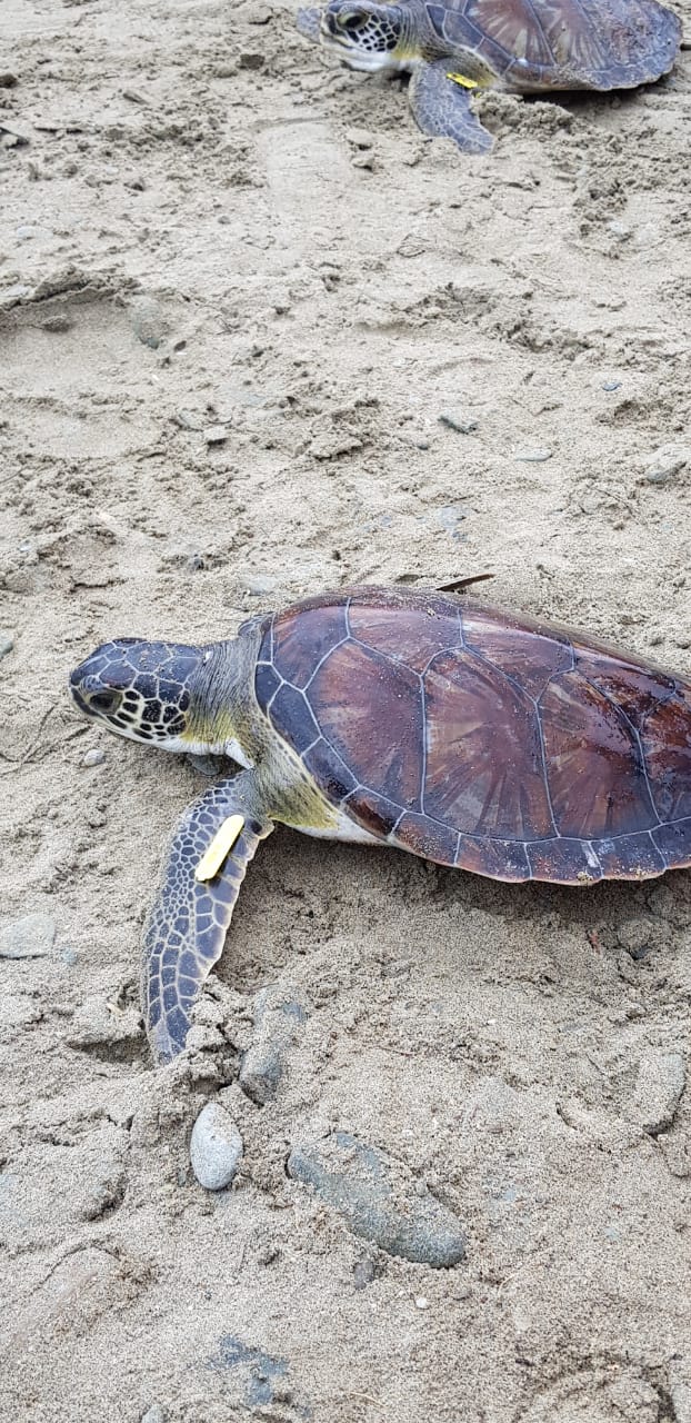 Jornada de liberación de tortugas de mar