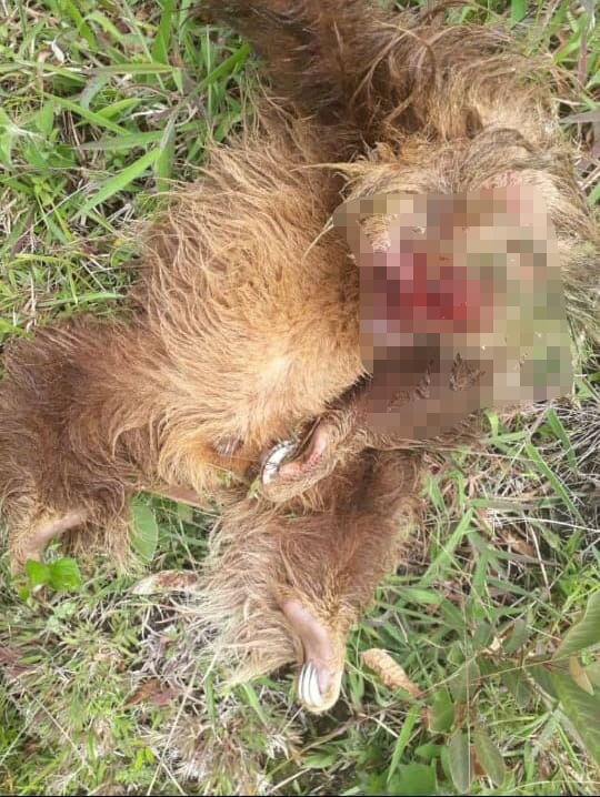 En el mes de abril otro oso perezoso cachorro fue encontrado en similares circunstancias.