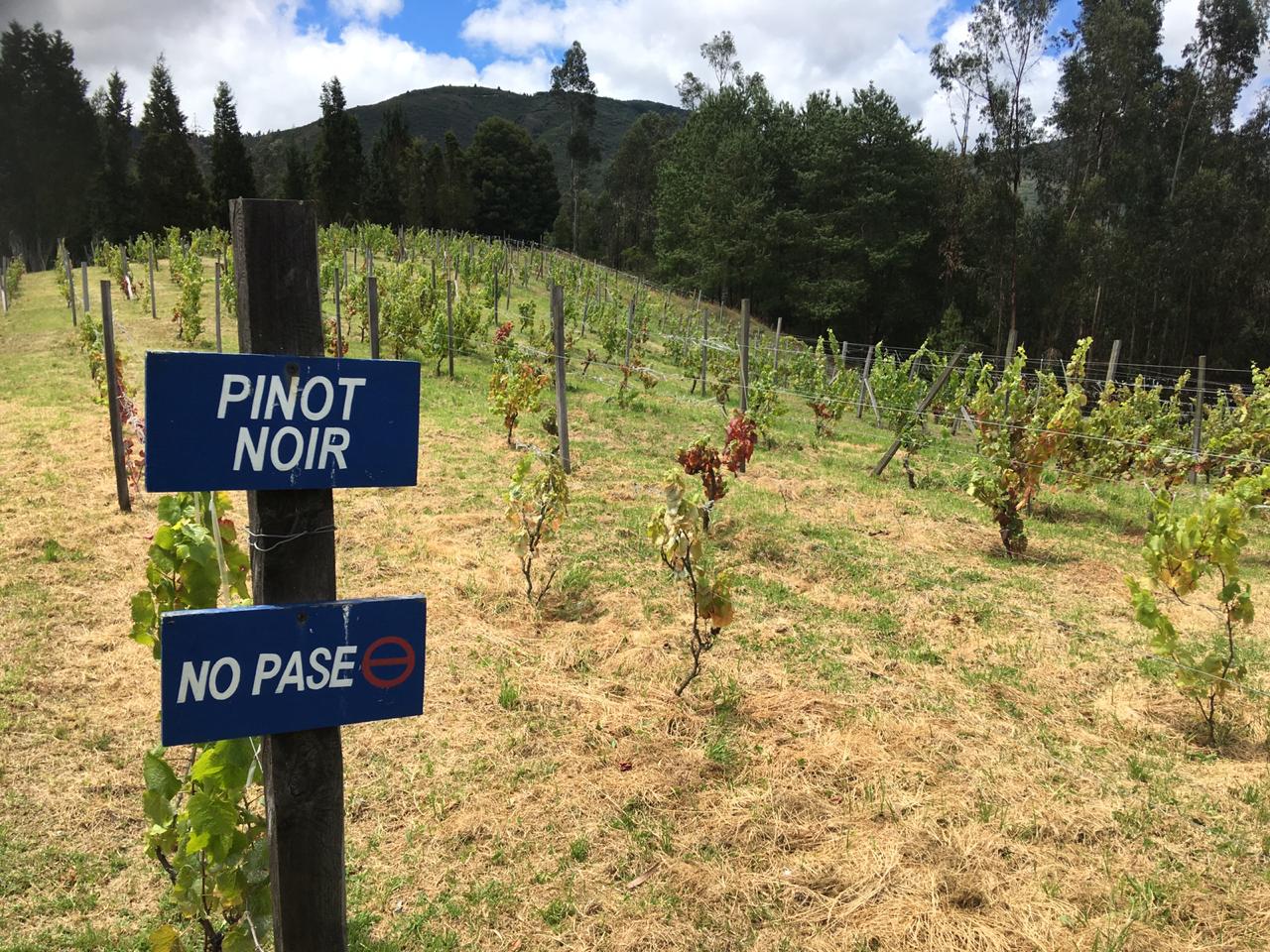 La zona de Punta Larga, en Boyacá, donde se produce vino artesanal.