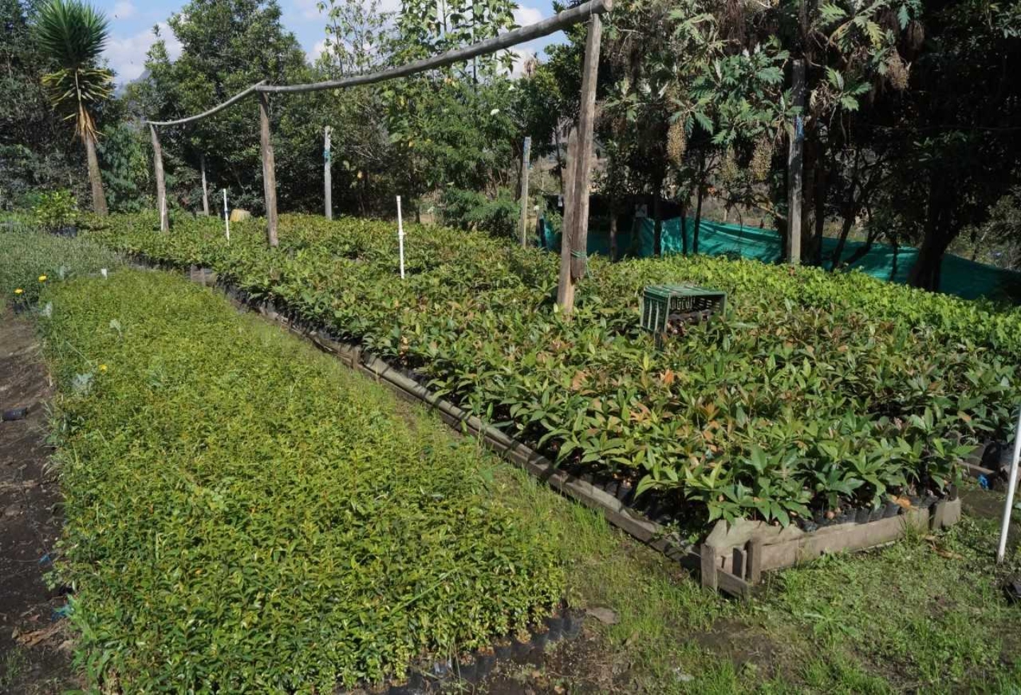 Bush pea in planting process