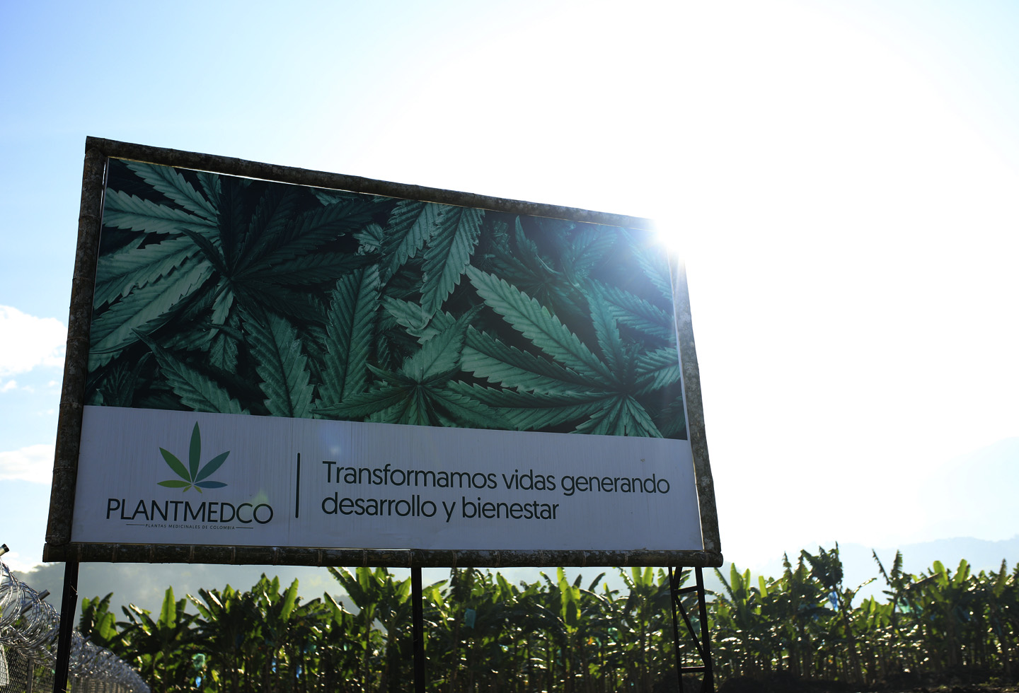 Empresa de cannabis medicinal en el Eje Cafetero