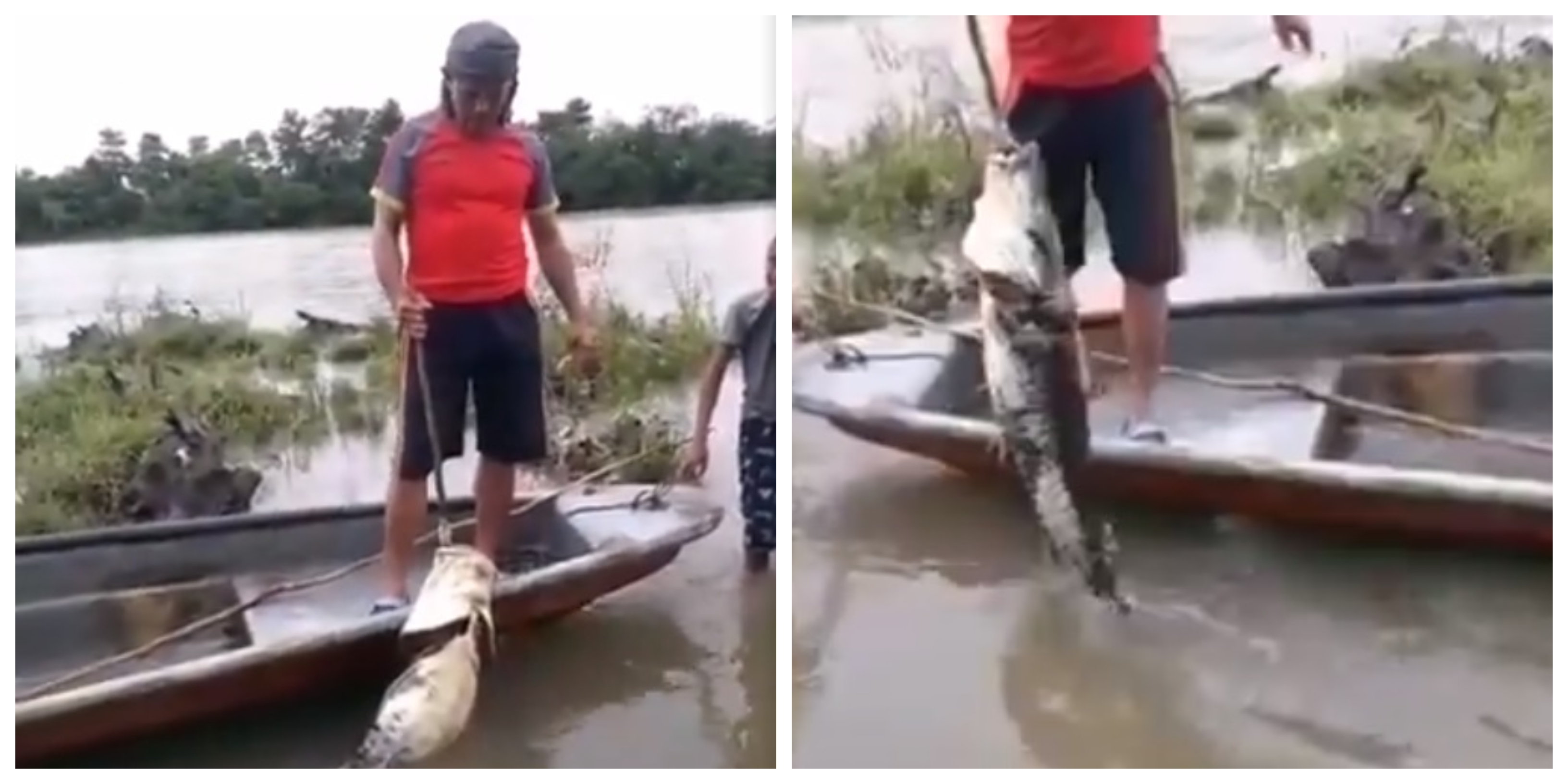 Mortandad de peces en el río Sogamoso (Santander) - RCN Radio