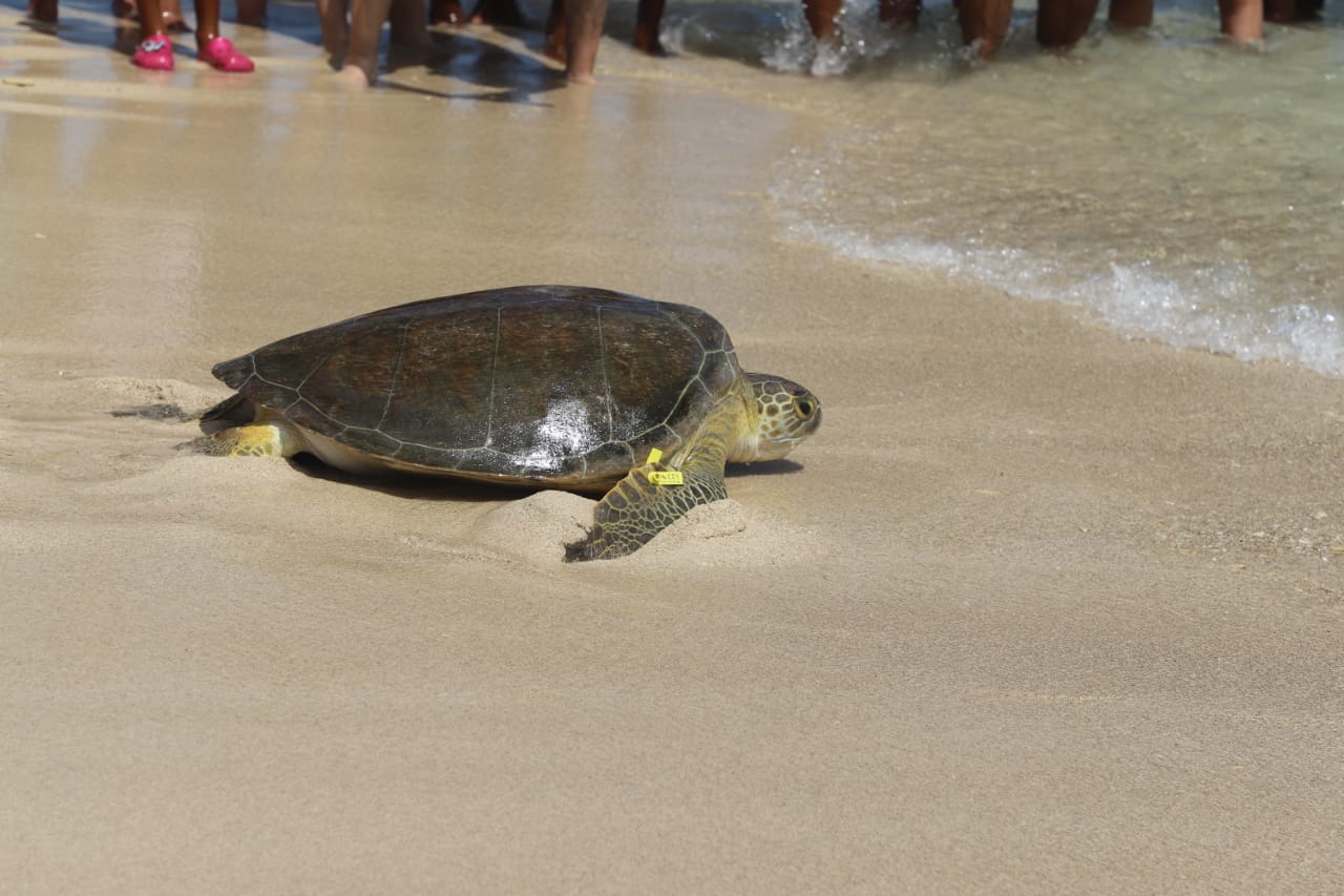 Entre los especímenes liberados está una tortuga tipo Verde y 88 tipo Carey, 63 de ellas recién nacidas.