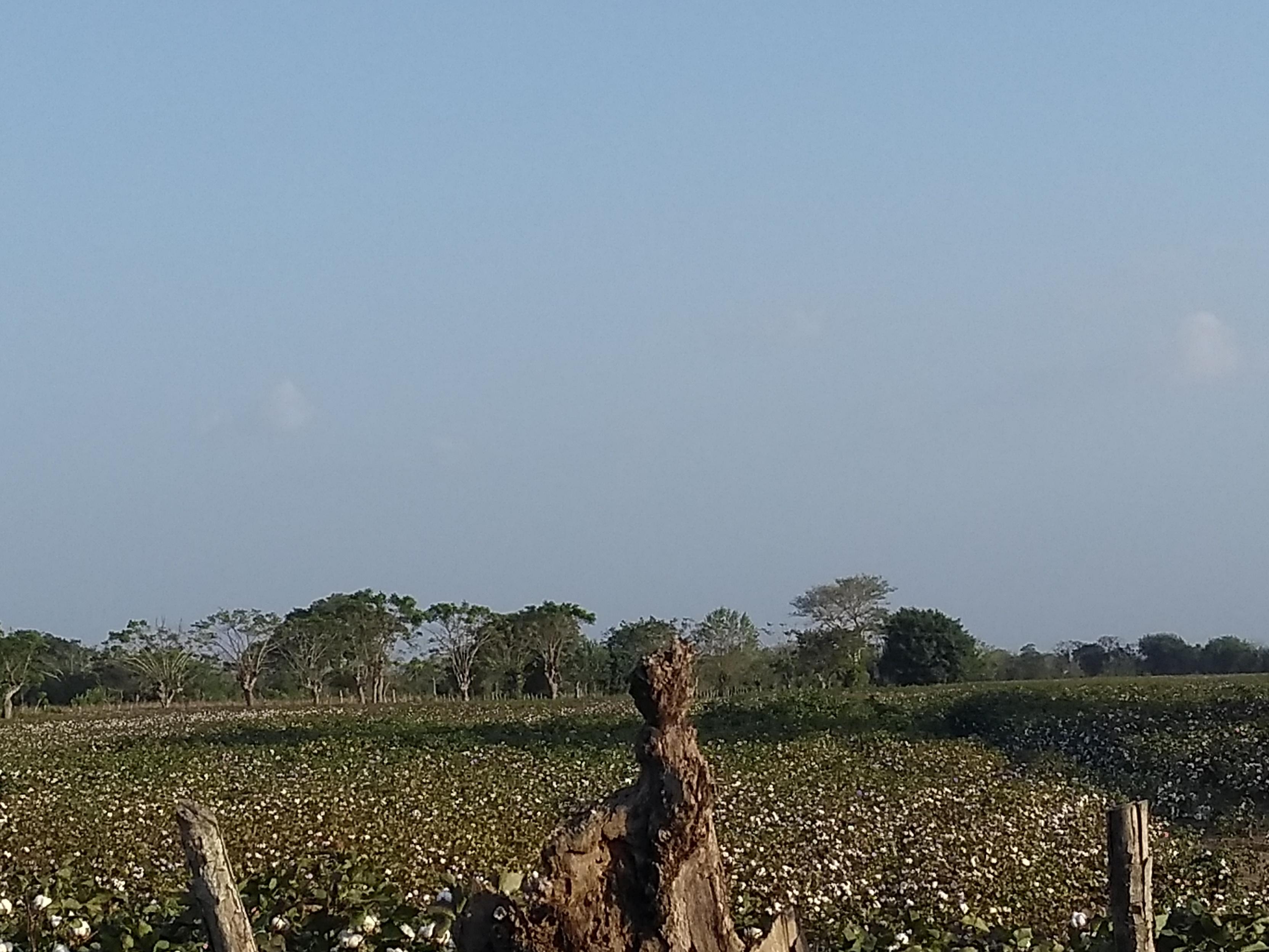 Algodón colombiano ¿Dónde se cultiva y qué tanto aporta al país?