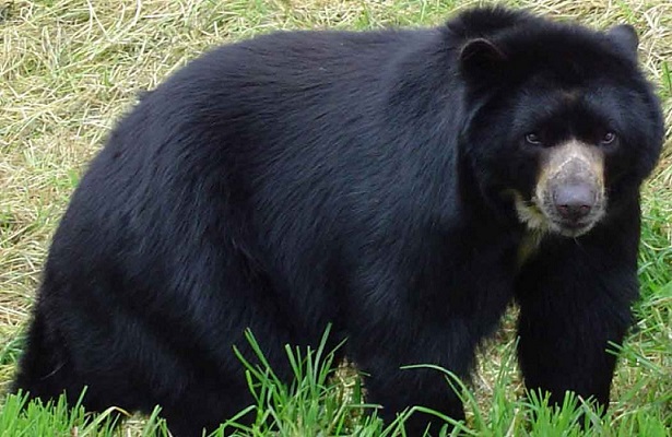 Oso Andino En El Parque Chingaza: FOTOS | RCN Radio