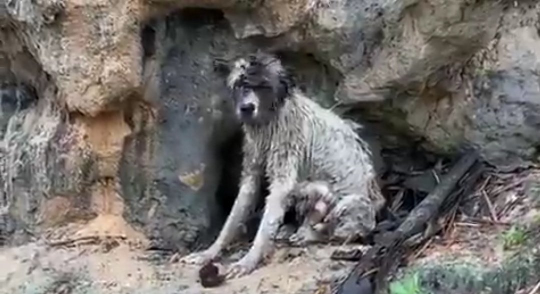 Perra en avalancha