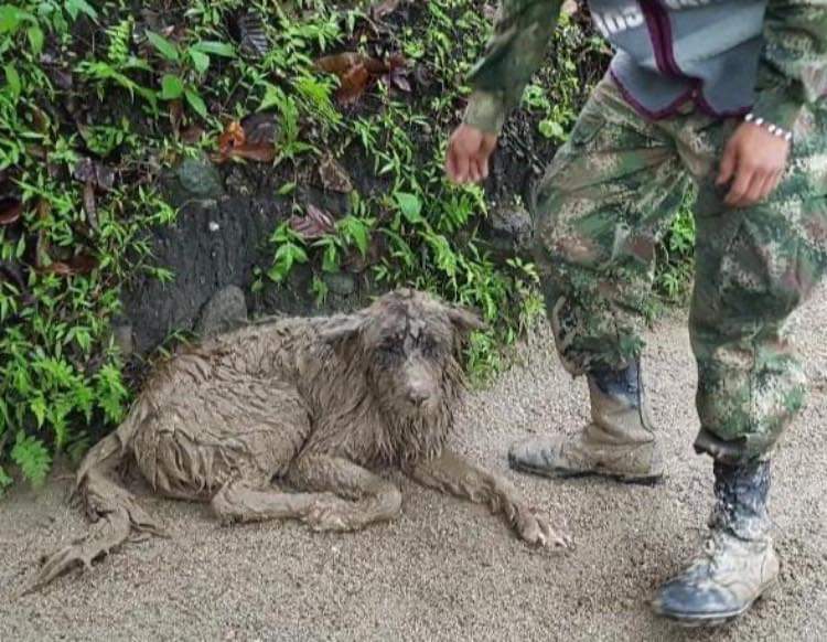 Perro en avalancha