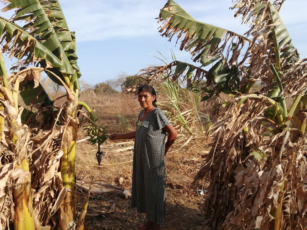 Cultivos secos en rancherías por falta de agua