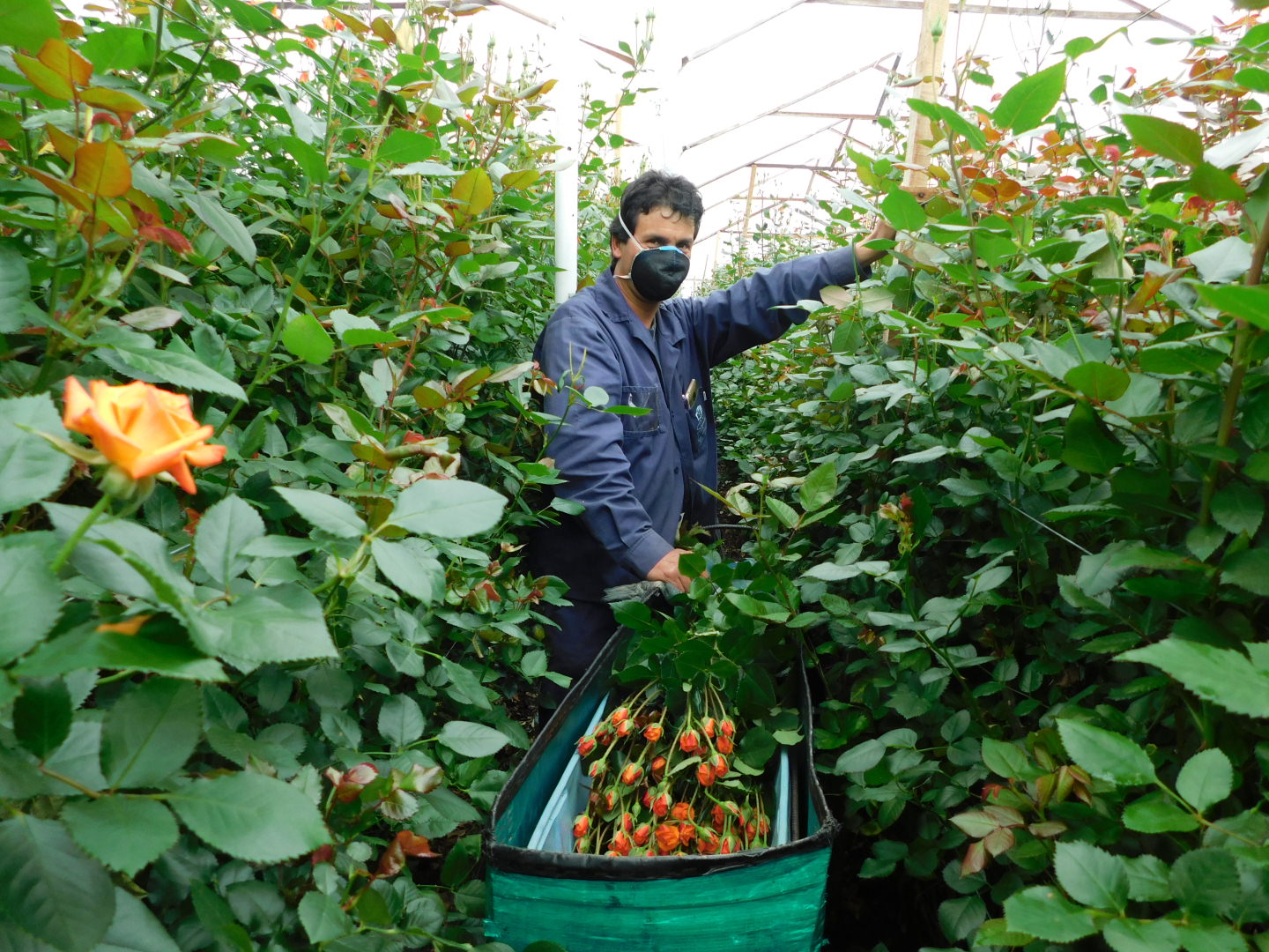 Lenin Suabelandia, cultivador de flores.