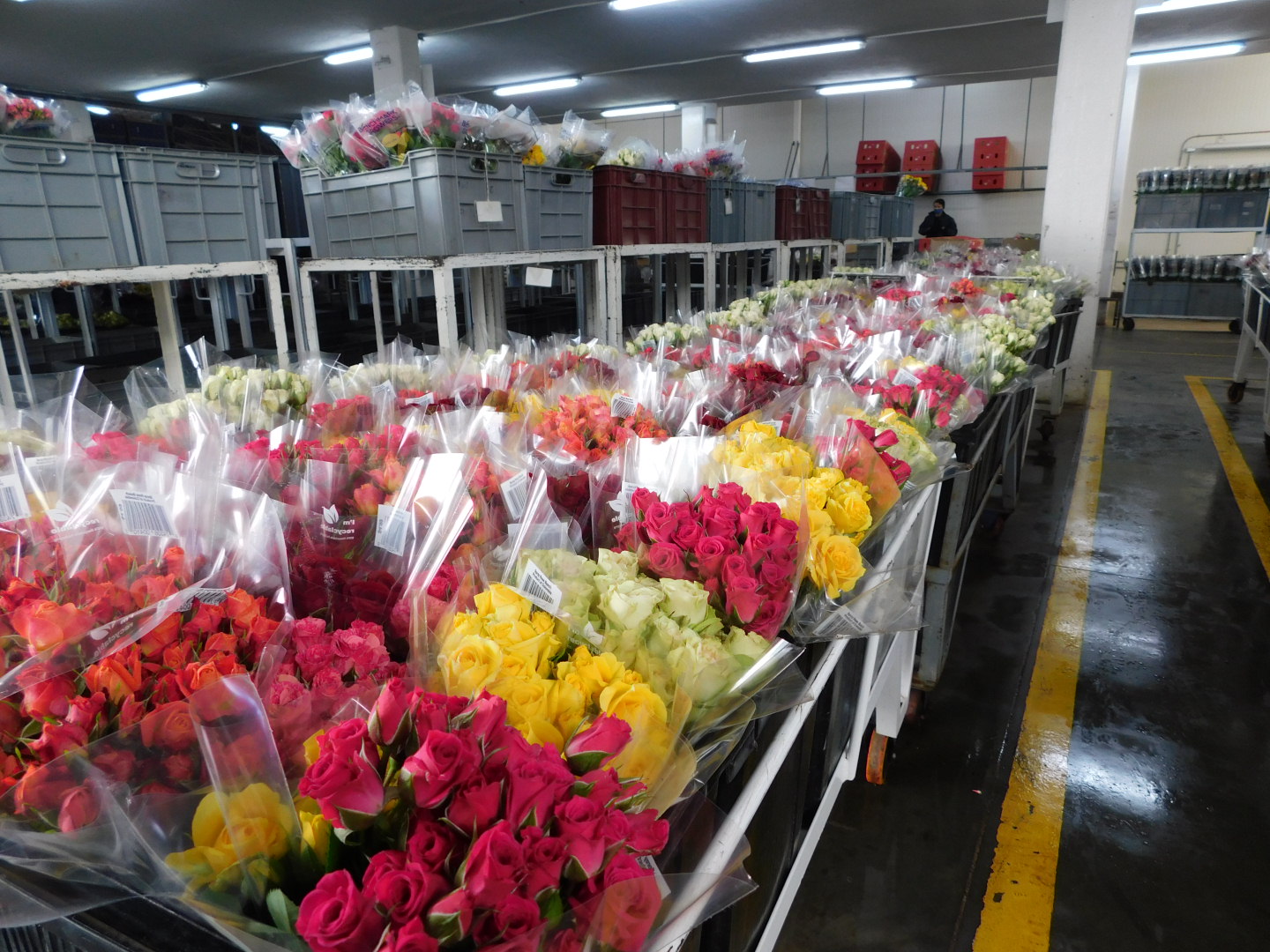 Flores colombianas exportadas a Estados Unidos.