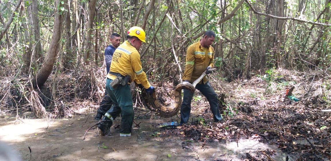 Rescate de boa constrictor en Parque Isla de Salamanca, Magdalena.