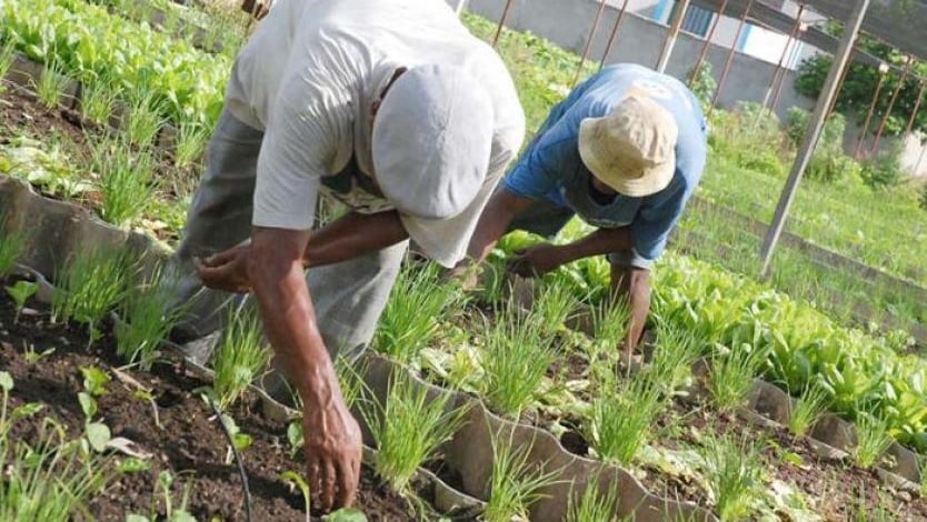 ‘agricultura Por Contrato ¿cómo Le Fue En 2021 A Este Programa Rcn