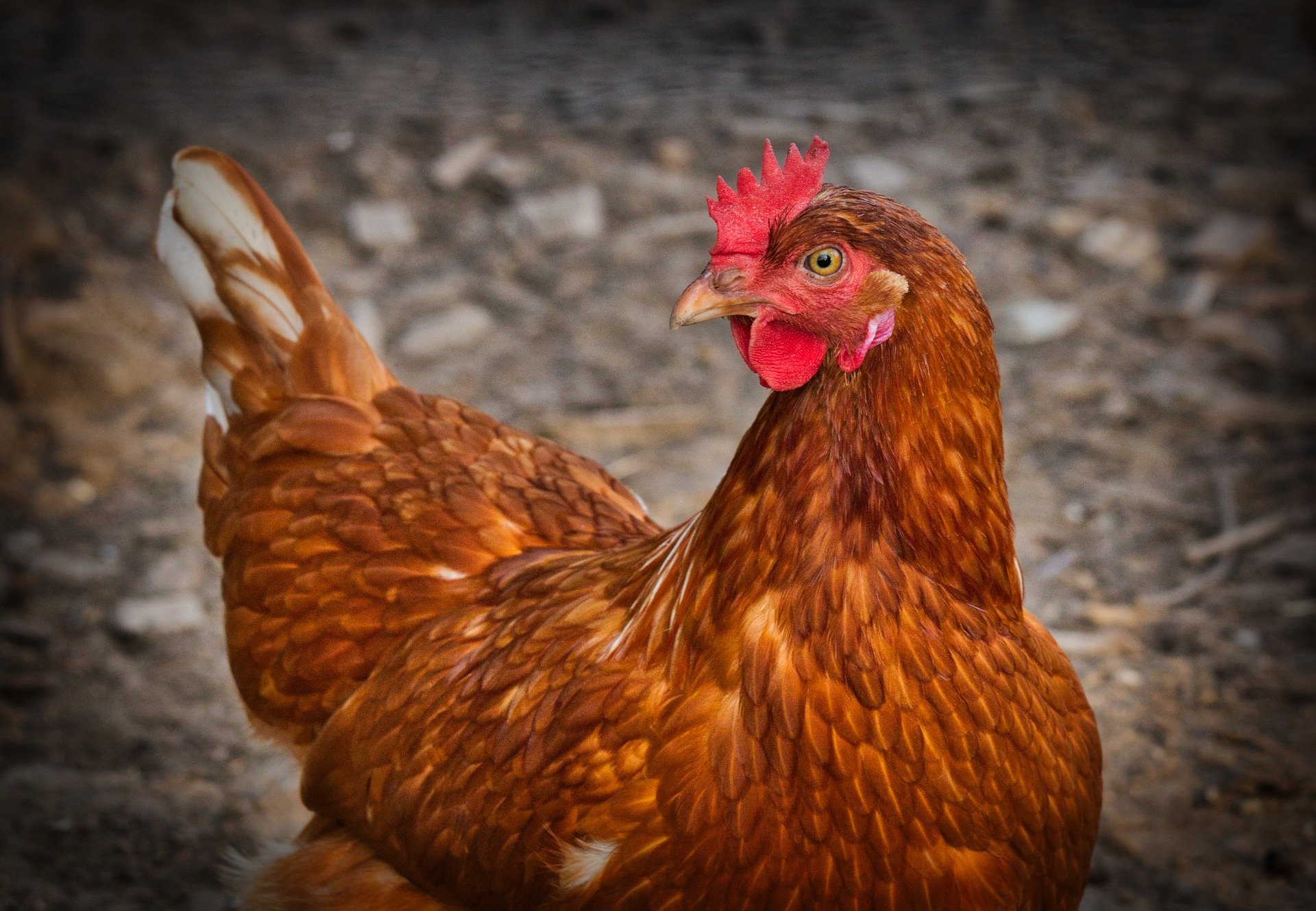 Producción Agroecológica De Gallinas Criollas Rcn Radio