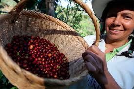 Women leading demonstration plots |  RCN Radio