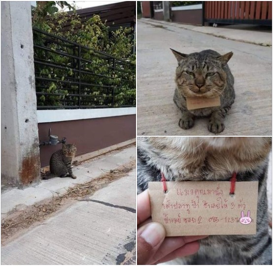Gato