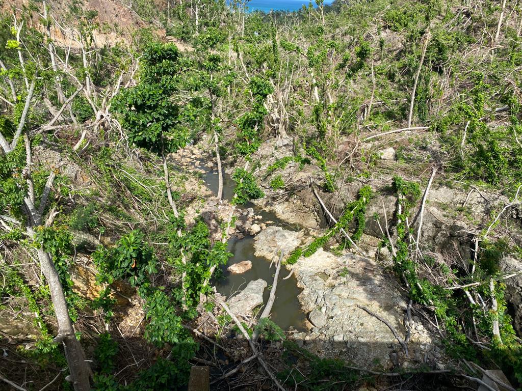 Pérdida de bosques en Providencia.