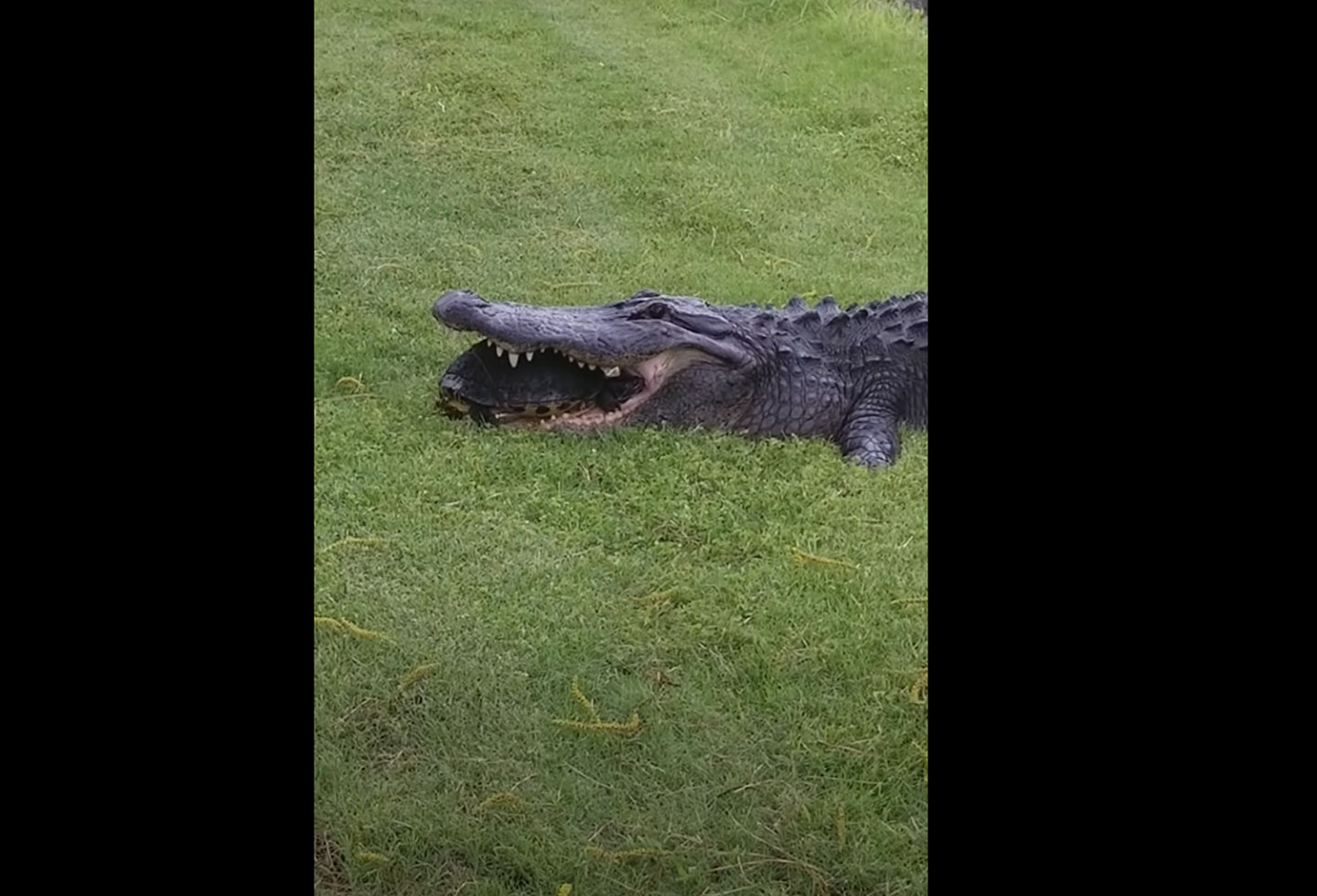 Cuanto corre un cocodrilo