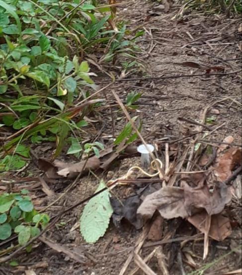 Minas antipersonal sembradas por los grupos armados en Murindó, Antioquia.