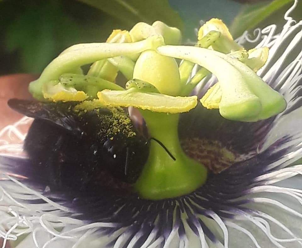 Flor de maracuyá.