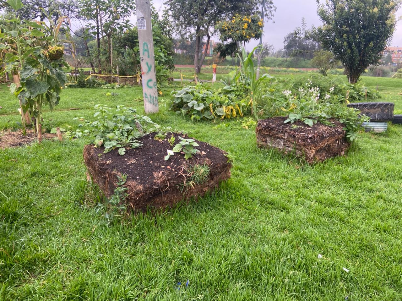 Pacas biodigestoras que se convierten en la base de los cultivos.