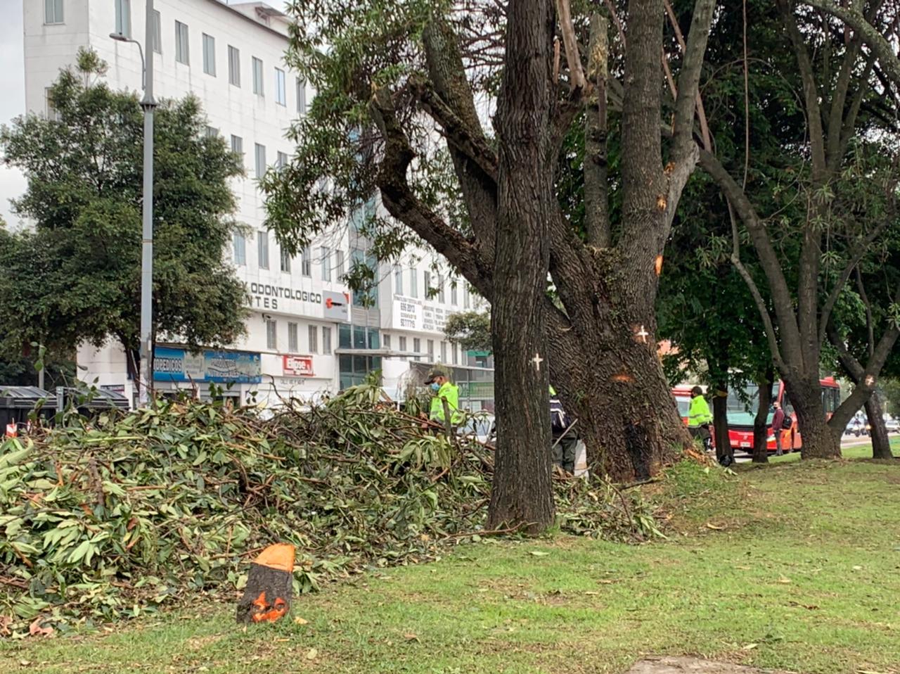 Tala de árboles en Suba genera protestas de ambientalistas