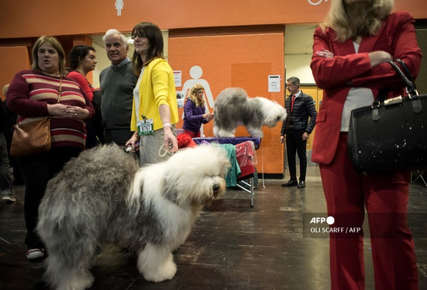 Perro pastor inglés, en peligro de extinción en Reino Unido