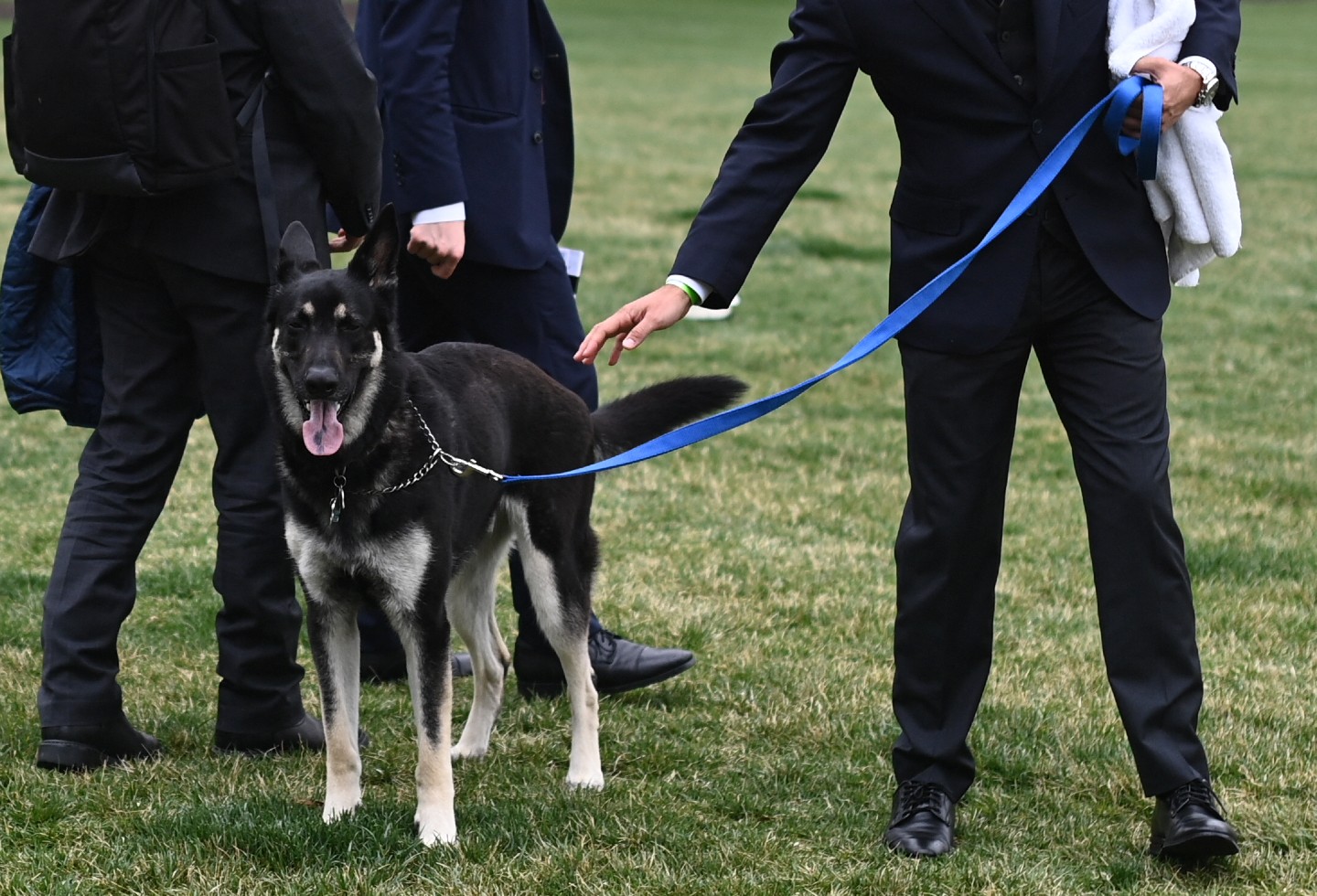 Major, el pastor alemán de Joe Biden