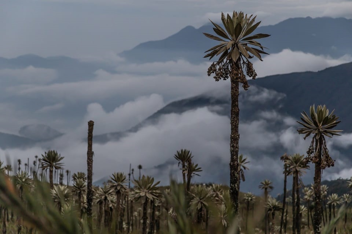 Parque Chingaza en Cundinamarca. 