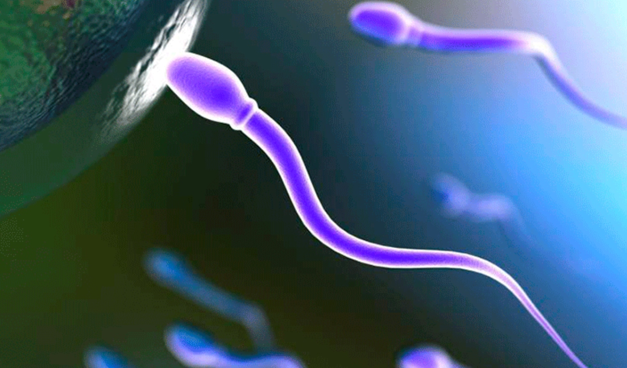 Espermatozoide ingresando al óvulo Espermatozoide ingresando al óvulo