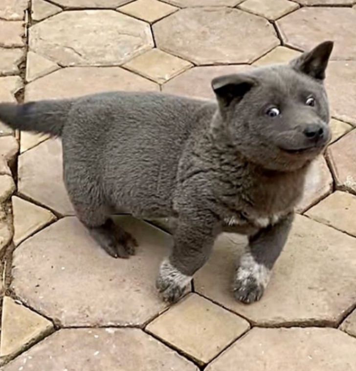 de que color es la foca en un perro