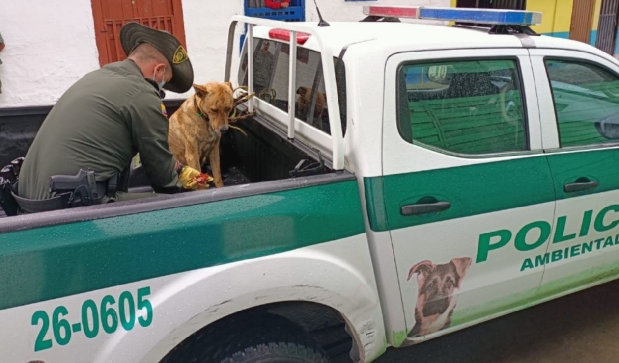 Un perro callejero atacó en el rostro a un niño de 7 años en Risaralda | RCN Radio