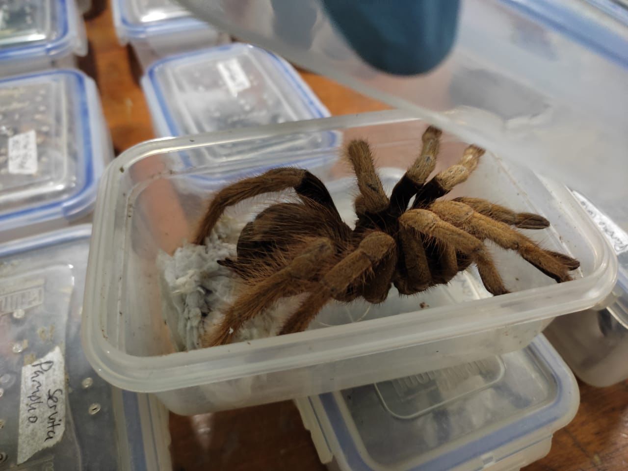 Tarántulas en frascos
