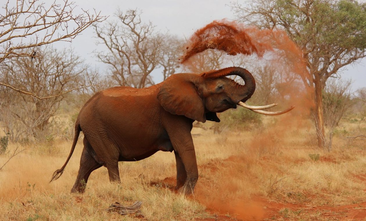 Elefante vuelca carro con familia a bordo video Elefante vuelca carro con familia a bordo video