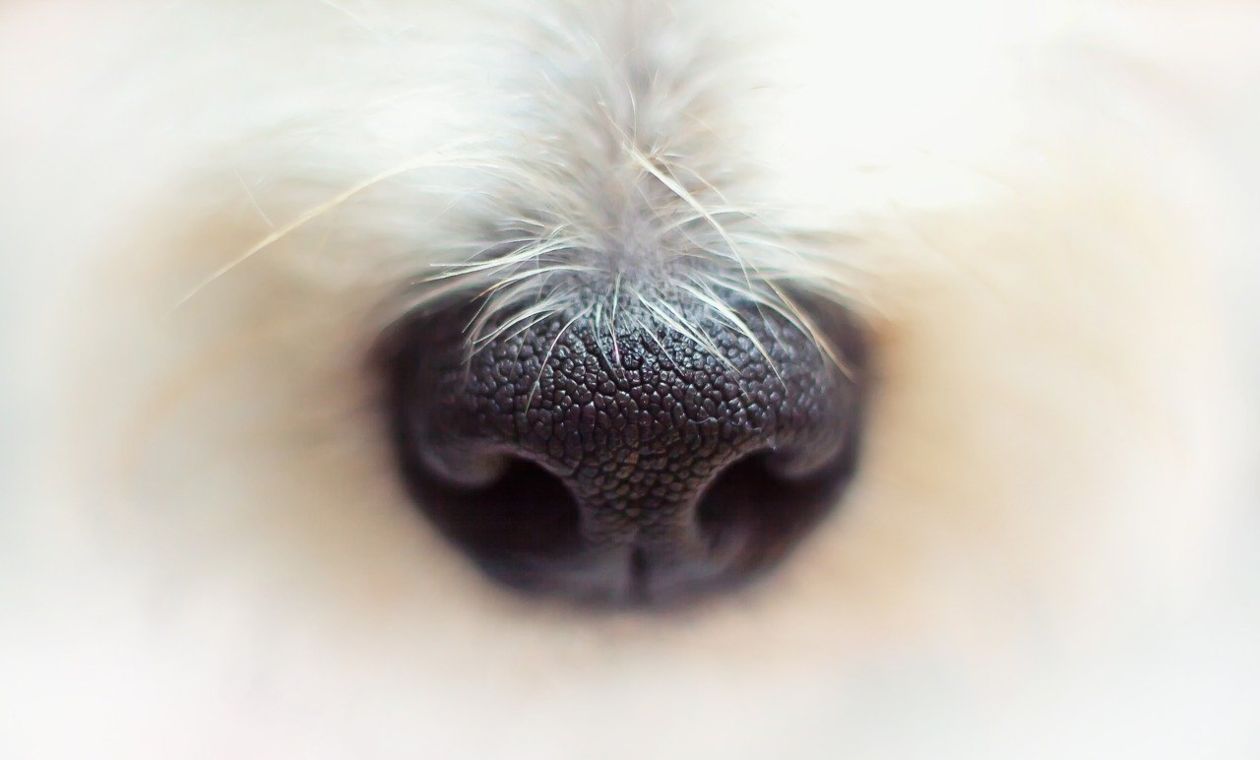Hombre que atropelló a un perro en Cundinamarca podría ser enviado a la cárcel Hombre que atropelló a un perro en Cundinamarca podría ser enviado a la cárcel