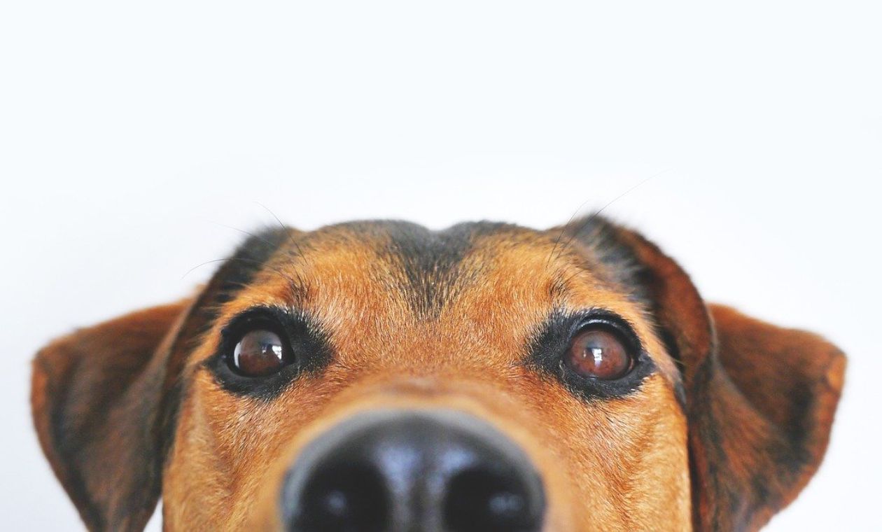 Perros olfatean partes íntimas de personas ¿Por qué? Perros olfatean partes íntimas de personas ¿Por qué?