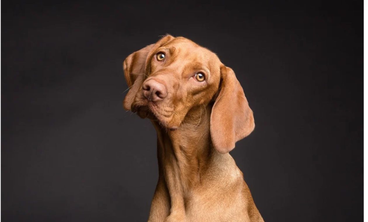 Perros olfatean partes íntimas de personas ¿Por qué? Perros olfatean partes íntimas de personas ¿Por qué?