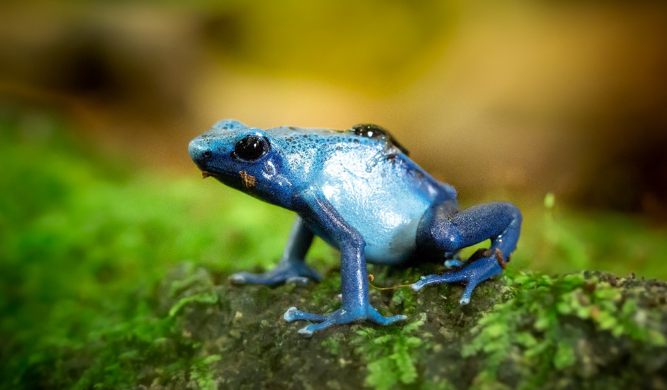 Ecuador Descubren Seis Nuevas Especies De Ranas De Lluvia Rcn Radio 8071