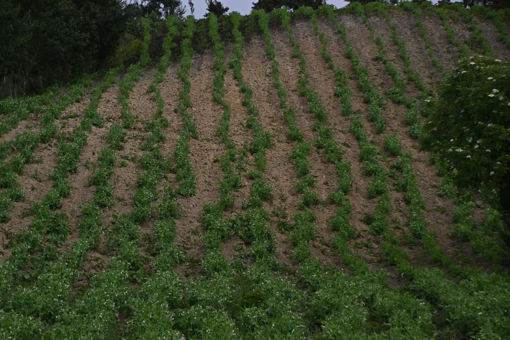 Cultivos agricultura