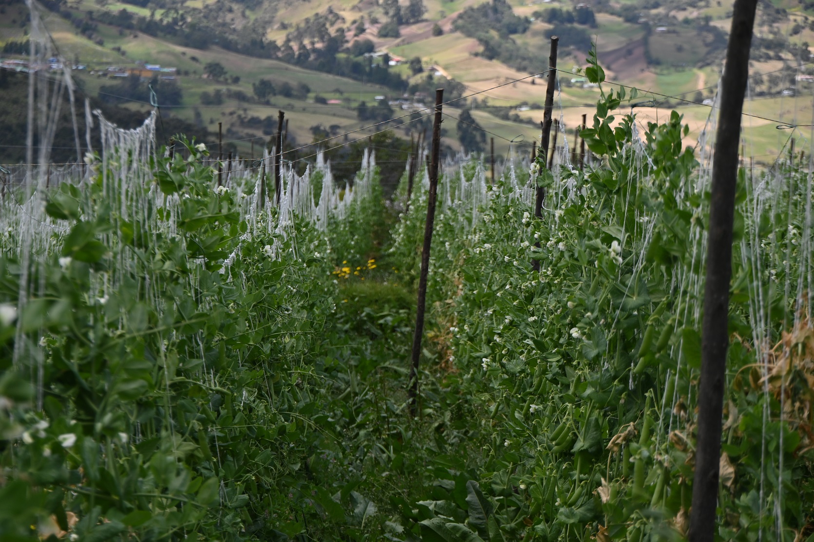 Agricultura en Colombia