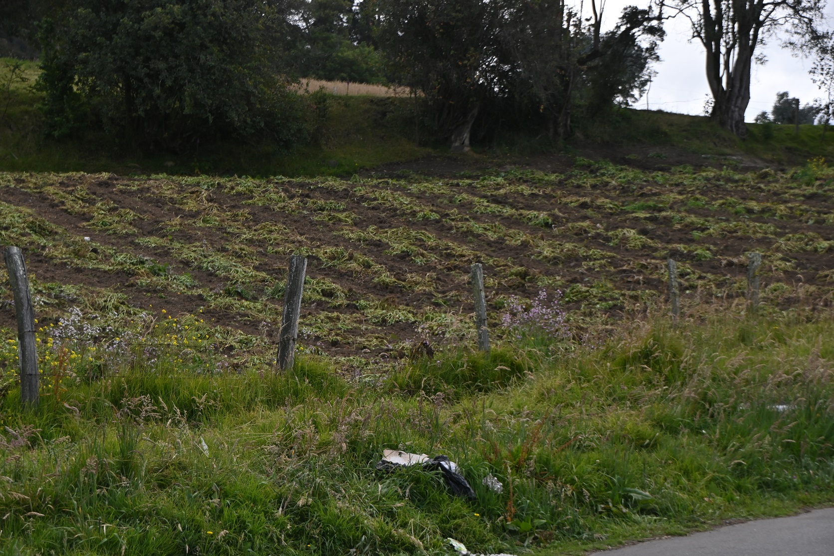 Cultivos en zona rural de Usme