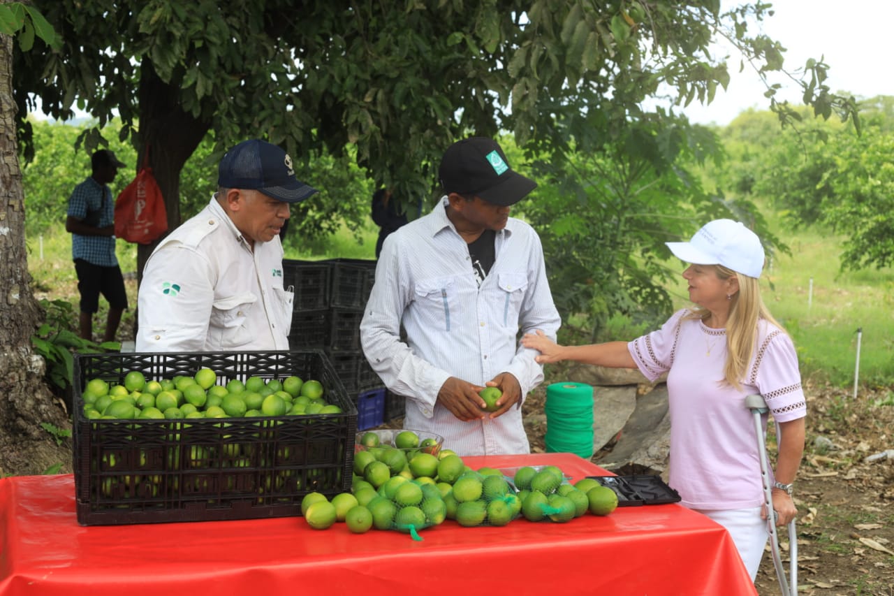Primera cosecha de limón Tahití de proyecto en el Atlántico Primera cosecha de limón Tahití de proyecto en el Atlántico