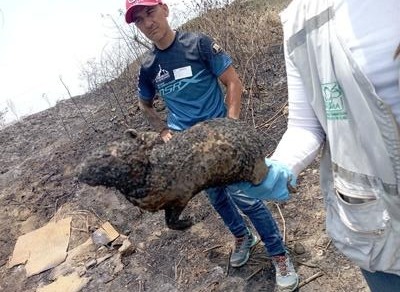 6- Guatín Calcinado
