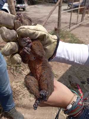 5- Ardilla con quemaduras de segundo grado