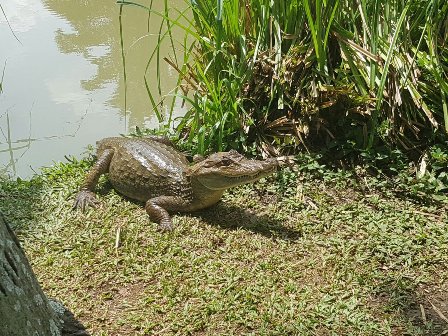 Babillas del lago de Ciudad Jardin en Cali, no serán ...