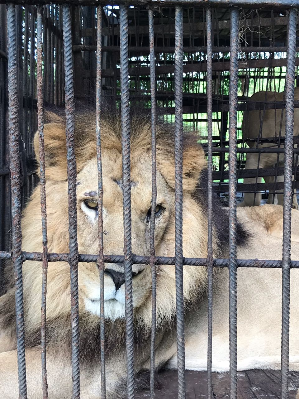 Seis leones que años atrás hacían parte de un circo serán trasladados desde  el Atlántico hasta México | RCN Radio