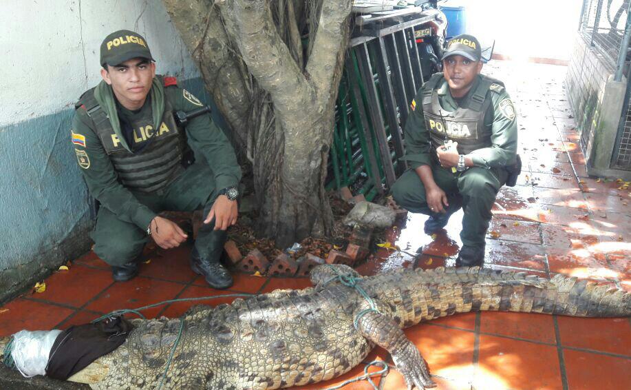 Cocodrilo de tres metros apareció en la Troncal de Occidente en Cartagena |  RCN Radio