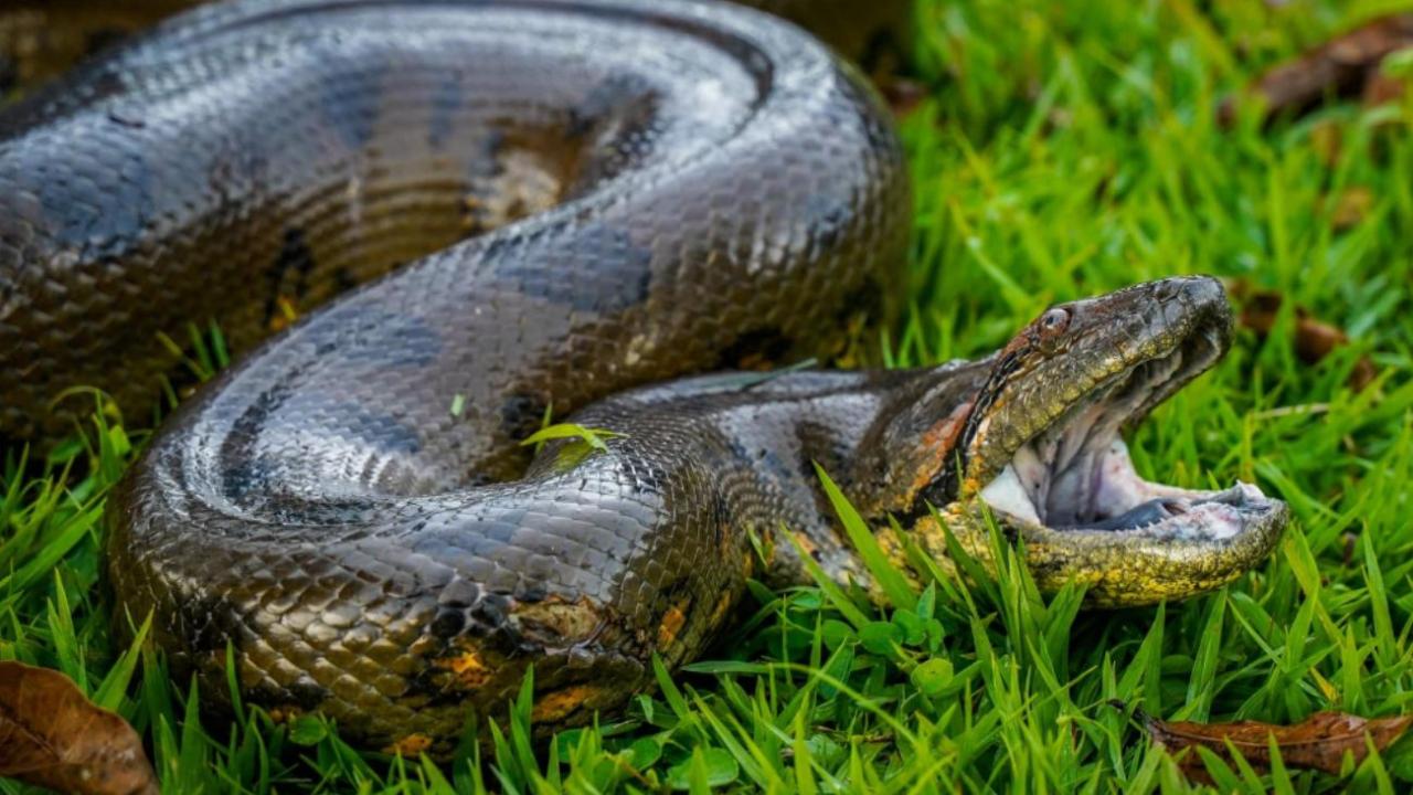 VIDEO, anaconda en el Meta, Colombia: se estaba comiendo todo