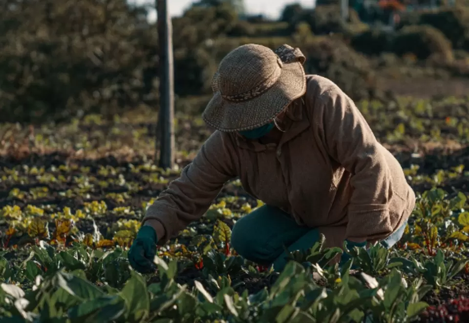 Campesinos Cultivos Alimentos