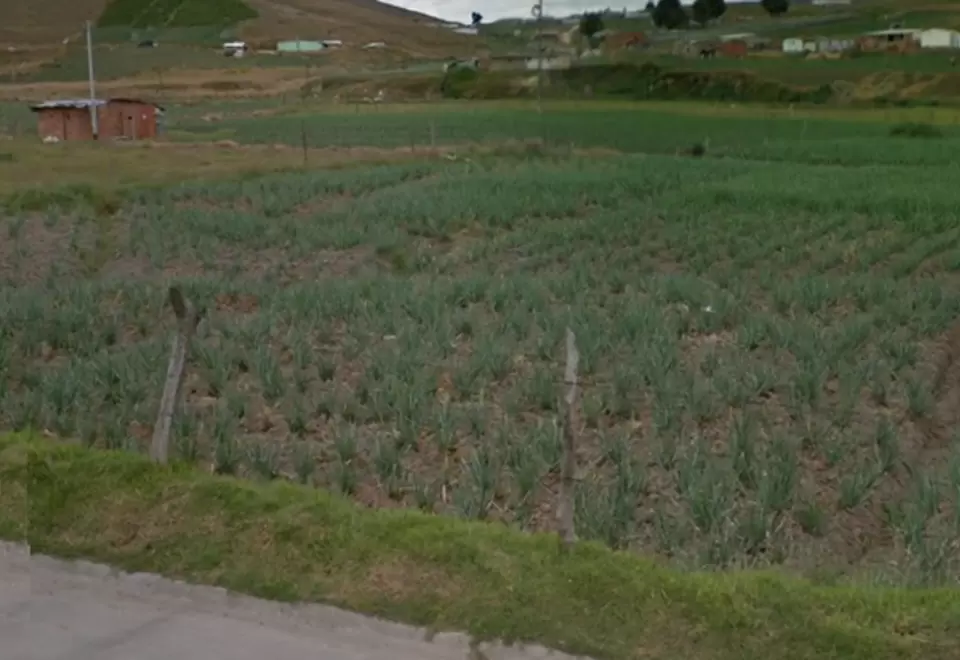 Cerca de 500 toneladas de cebolla se están perdiendo 